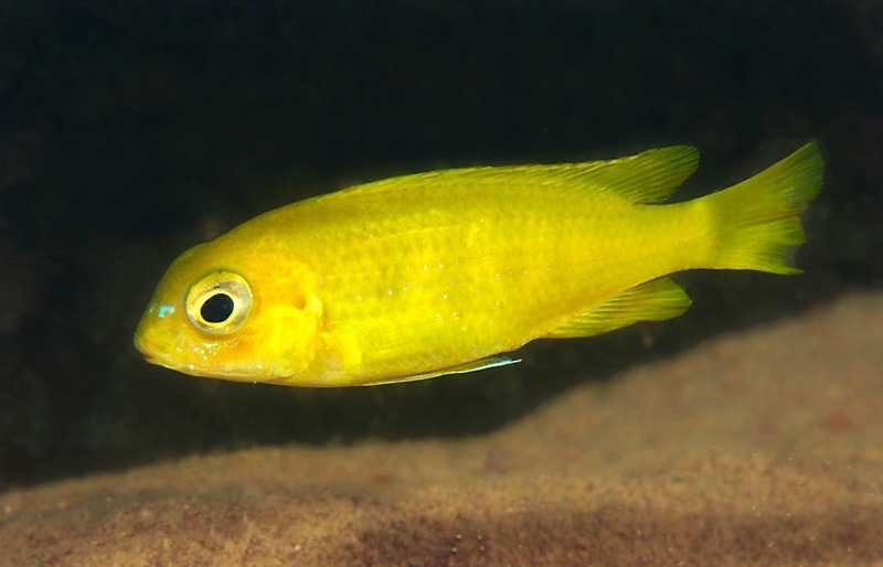 Tropheops sp. 'macrophthalmus chitimba blue' Chitimba Bay Deep